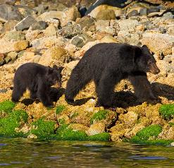 Black Bear with cub